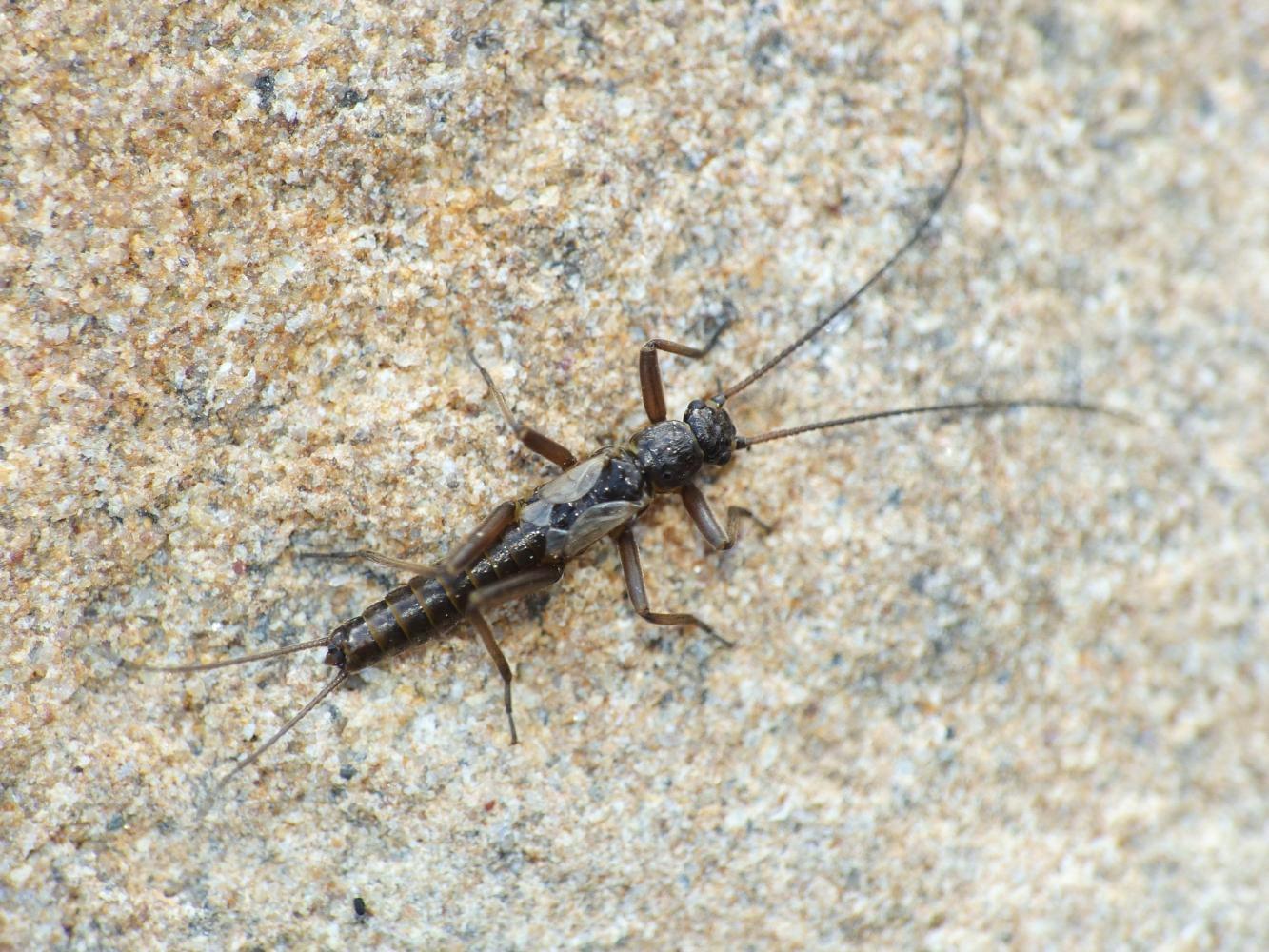 Plecottero invernale - Capnia sp. di Tolfa (RM)